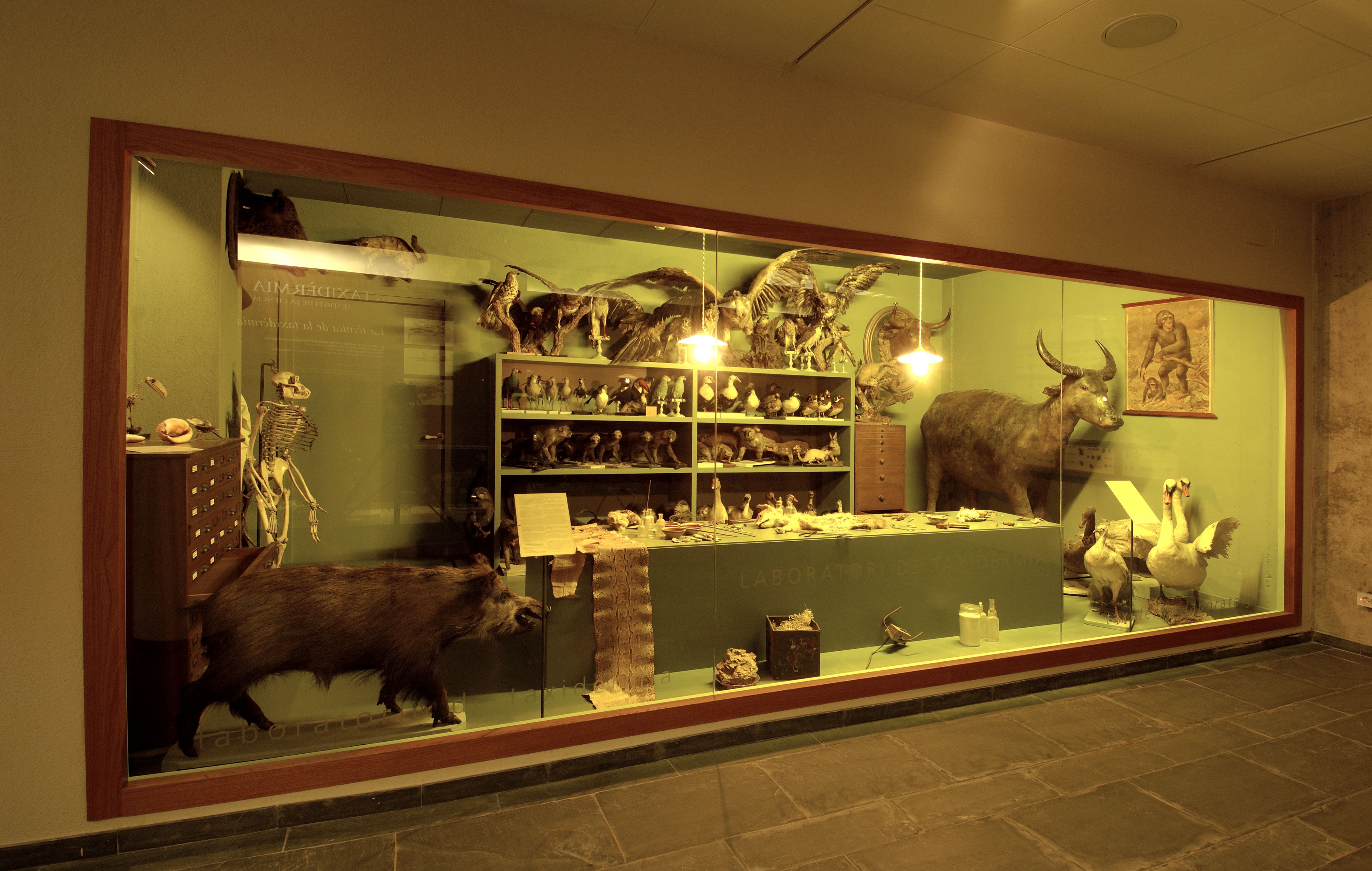 Museu Darder