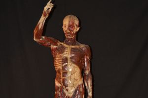 EL MUSEU DARDER REP