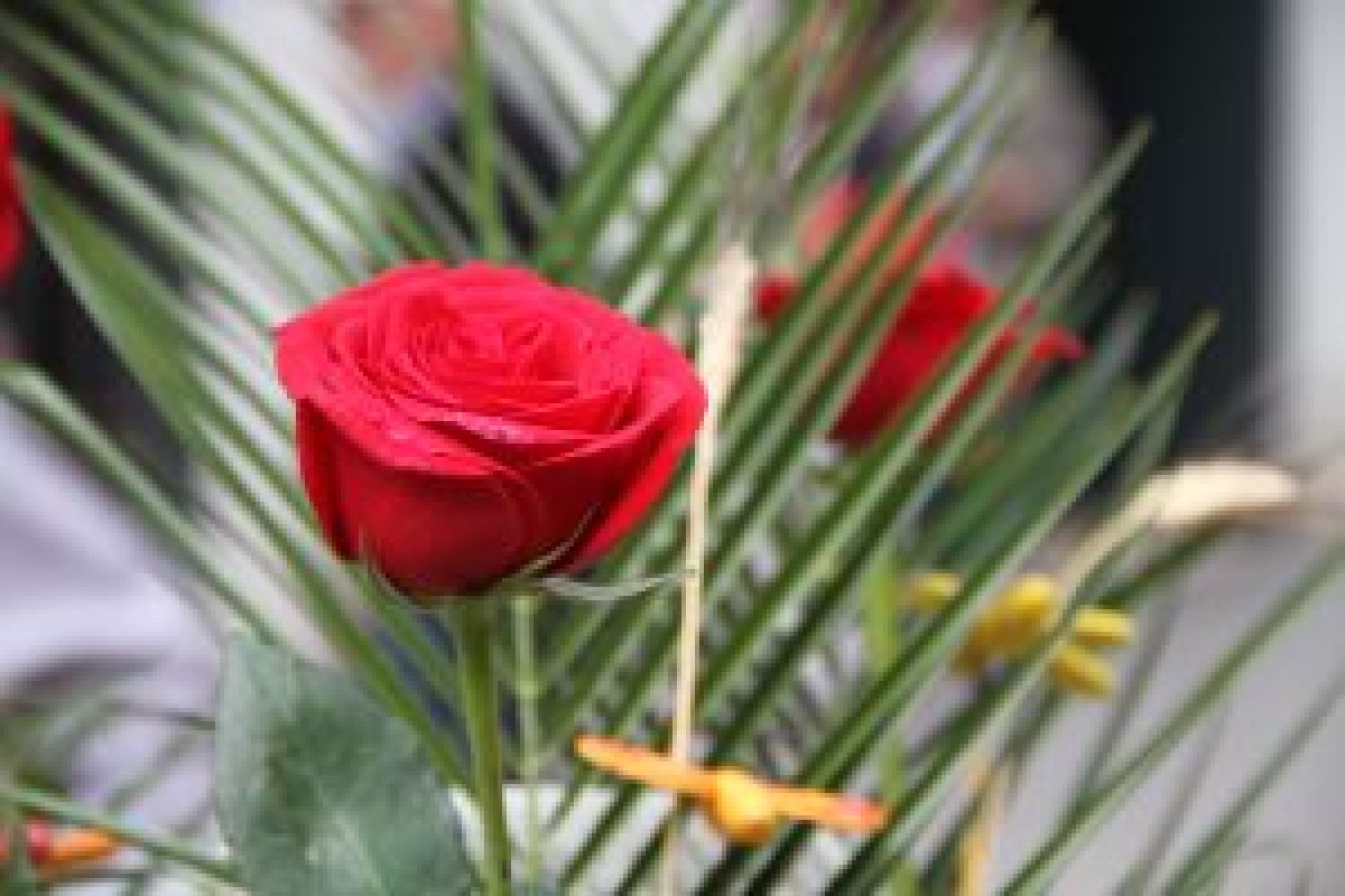 Diada de Sant Jordi Diada de Sant Jordi