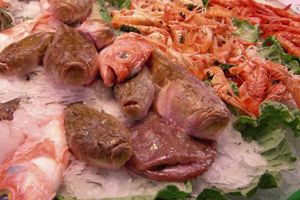 Quin peix mengem?
