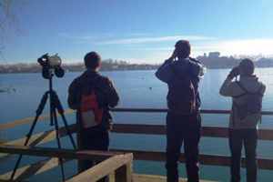 T'agraden els ocells