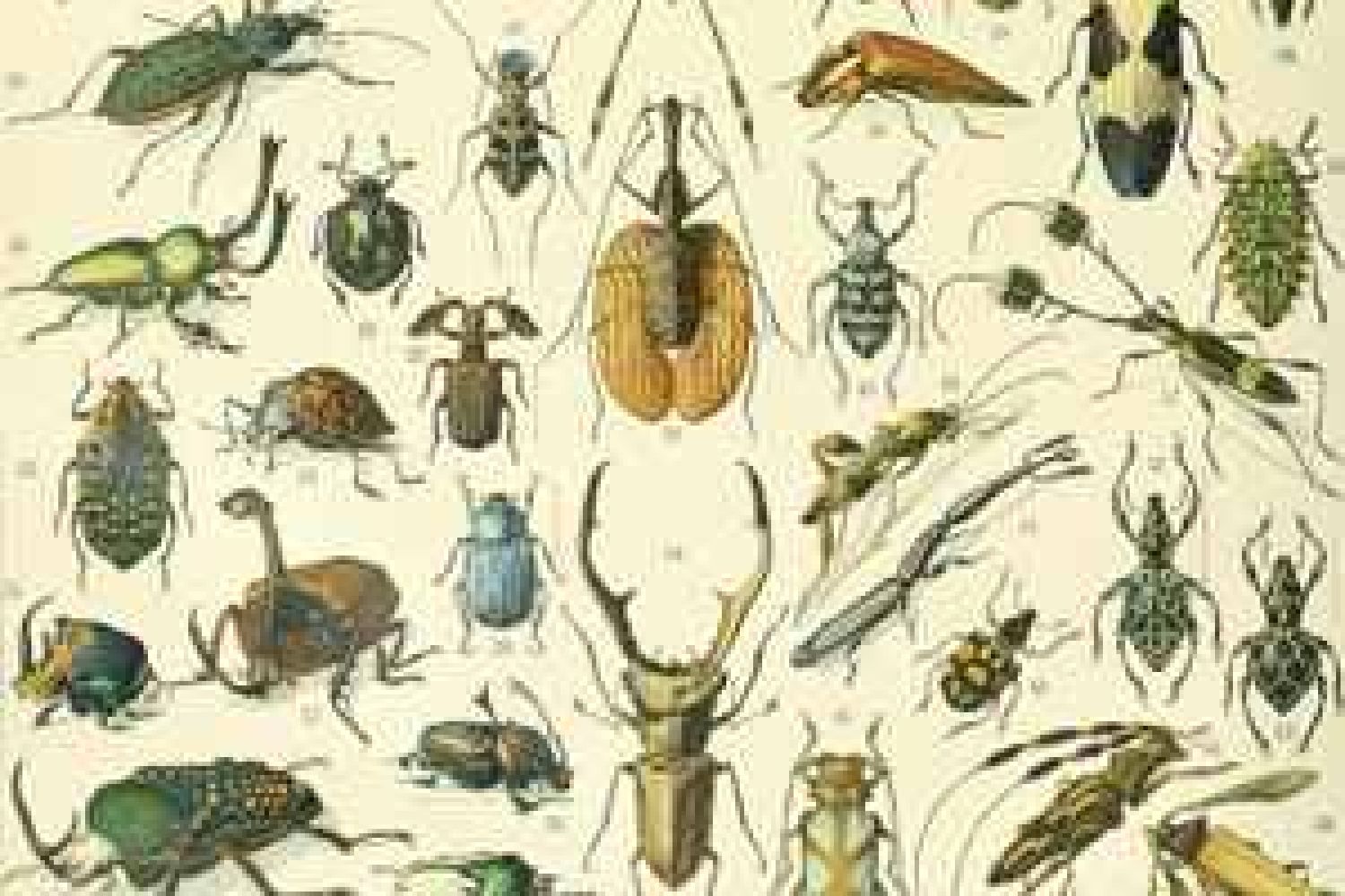 Descobrim els insect Descobrim els insect