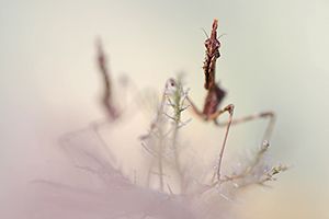 Lliurament de premis