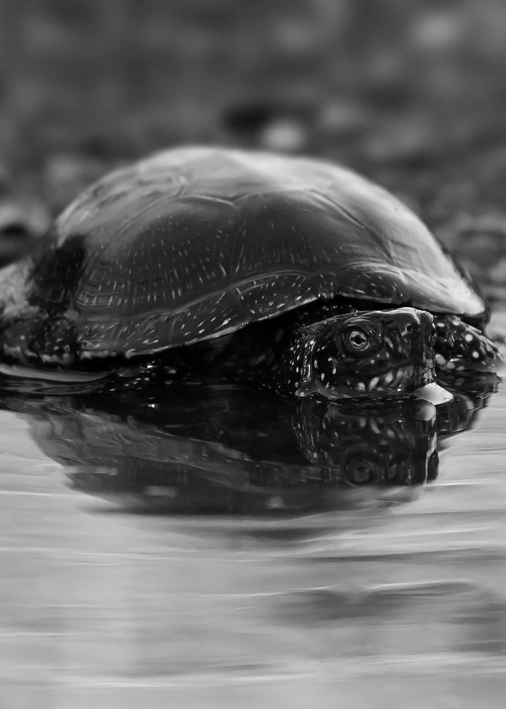 Life Potamo Fauna