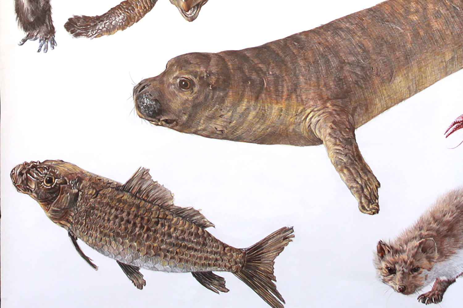 Taxidermista Taxidermista
