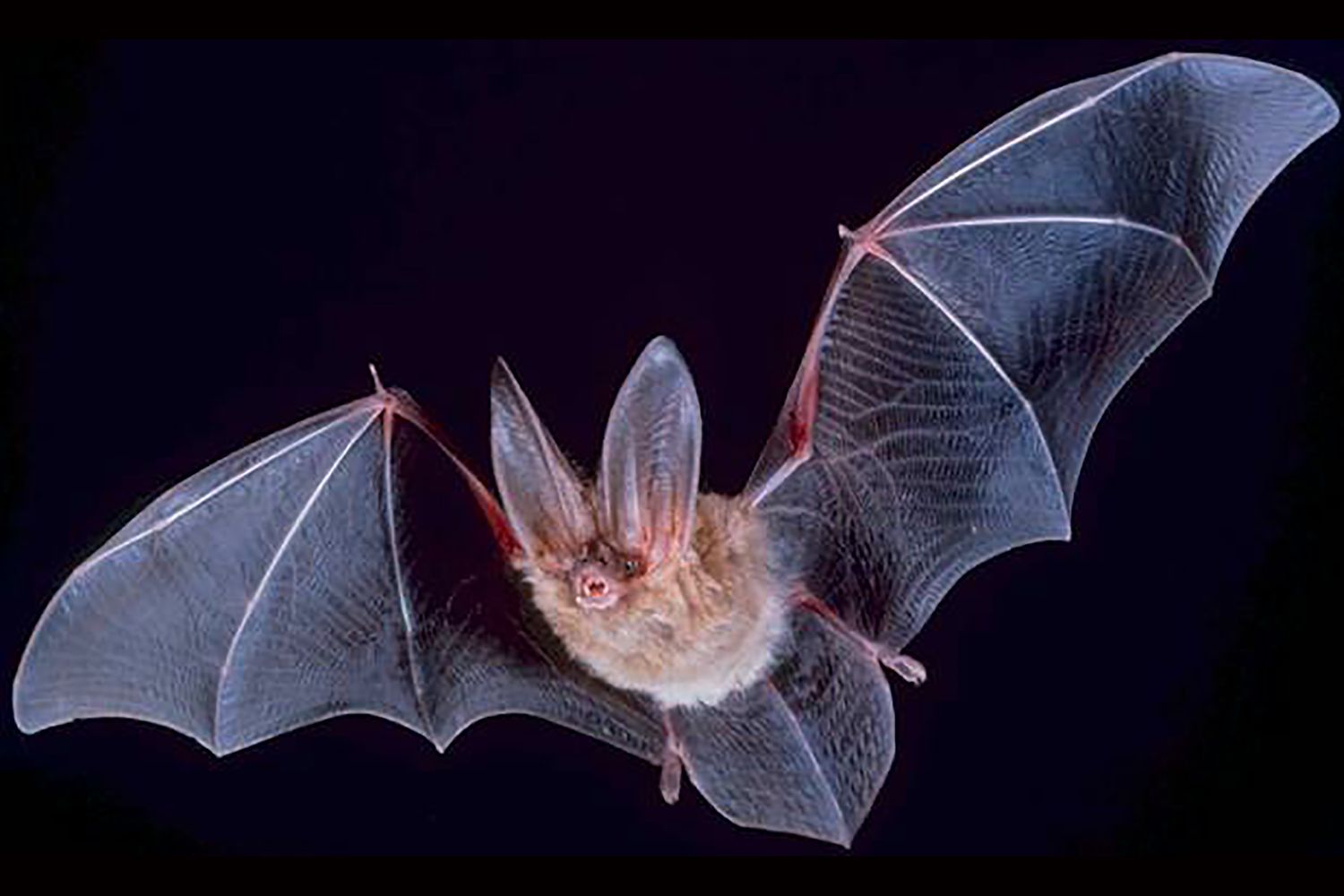 Sortida de descoberta dels sons audibles i inaudibles de la nit Sortida de descoberta dels sons audibles i inaudibles de la nit